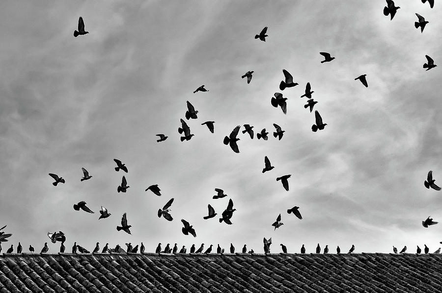Aiming the Sky in Monochrome Photograph by Angelo DeVal