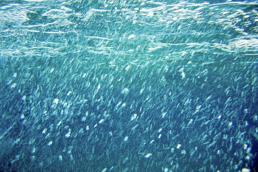 Air In Sea Photograph