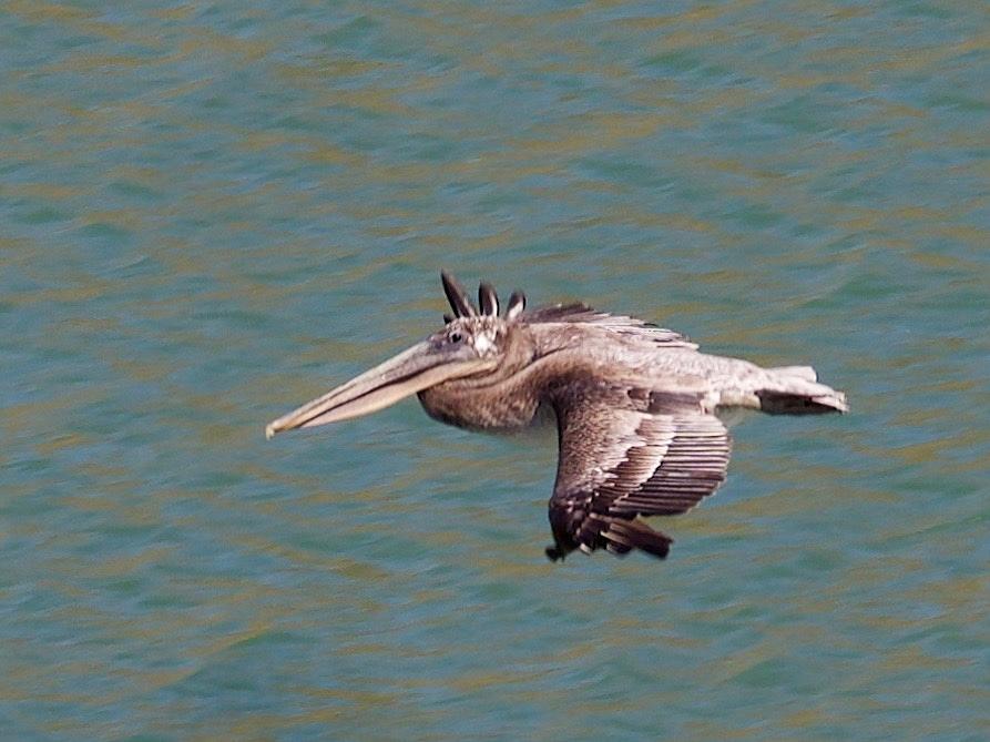 Air Pelican Photograph by Denise Benson