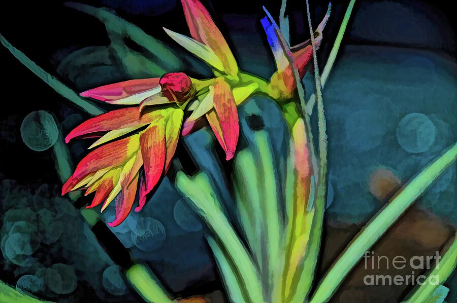 Air Plant Blooming Photograph by Diana Mary Sharpton