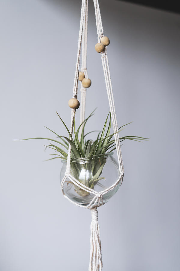 Air plant in glass Photograph by Westend61