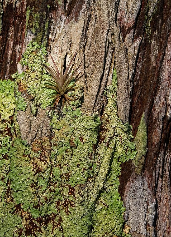 Air Plant on Cypress Tree Photograph by Steve DaPonte