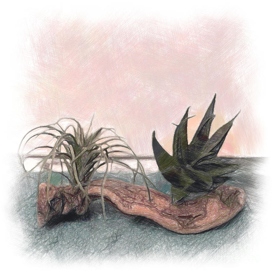 Air plants Drawing by Jr Rosales Fine Art America