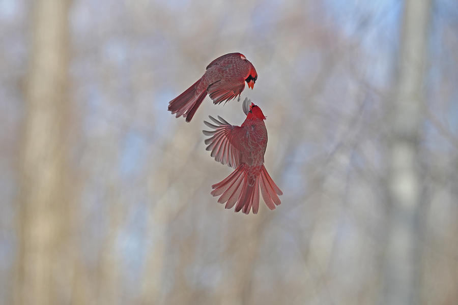 Cardinal Photograph - Air talk by Asbed Iskedjian