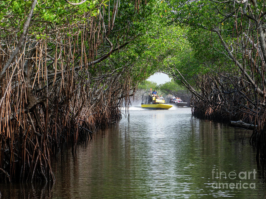 Airboats carve a high-speed turn coming out of a passageway thro Photograph by William Kuta