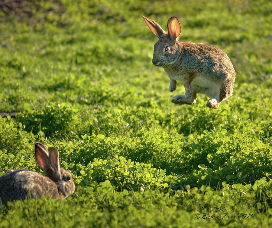 Airborne Bunny Photograph by Brian Tada