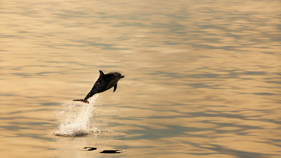 Airborne Dolphin at Sunrise Off the Ventura County Coast in California Photograph by John A Rodriguez