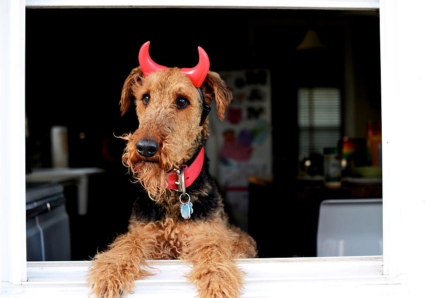 Airedale Terrier dog wearing devil horns Photograph by Melissa Ross