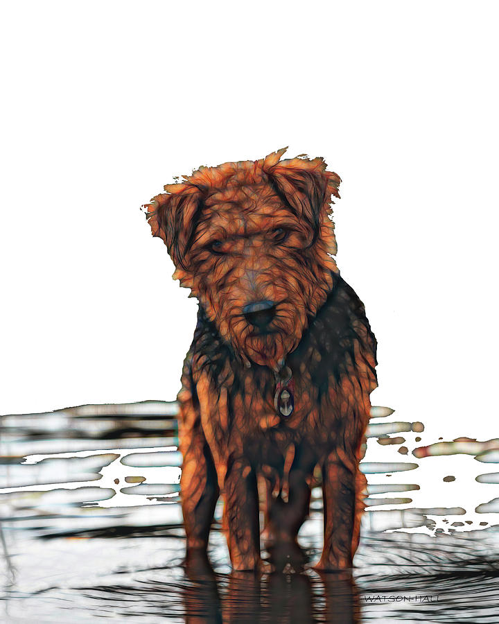 Airedale Terrier Digital Art by Marlene Watson