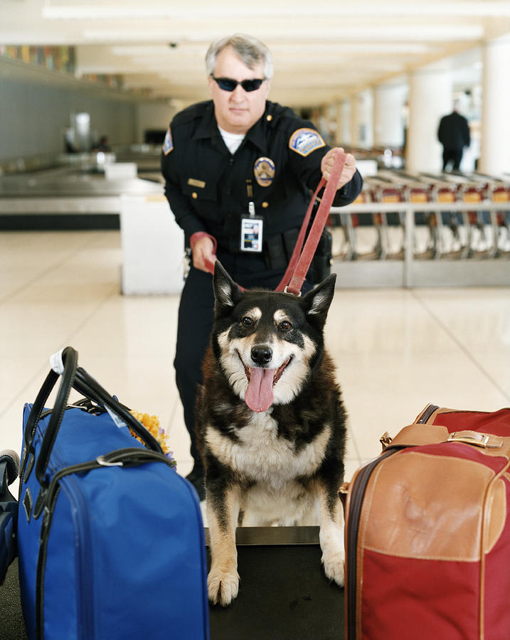 Airport Security Guard With a Sniffer Dog Photograph by Digital Vision.