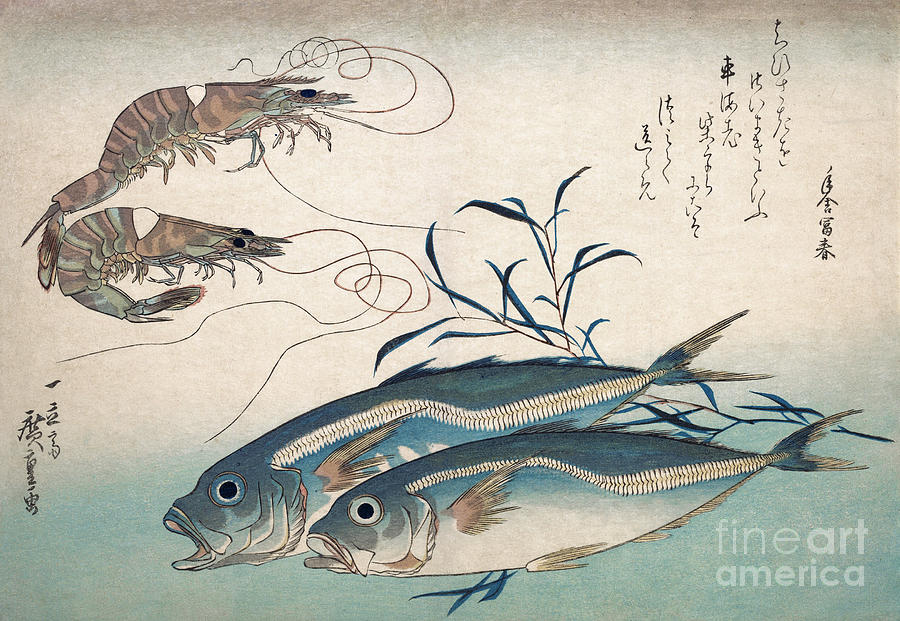 Aji Fish and Kuruma-ebi Drawing by Utagawa Hiroshige
