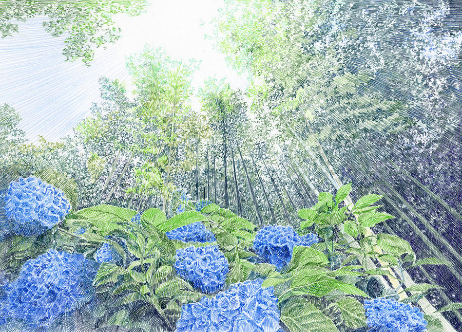 Ajisaidera Hydrangeas Temple Drawing By Hiroshi Ogawa