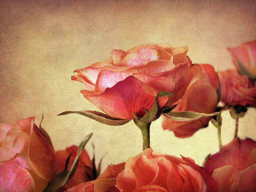 Russet Rose Petals Photograph by Jessica Jenney