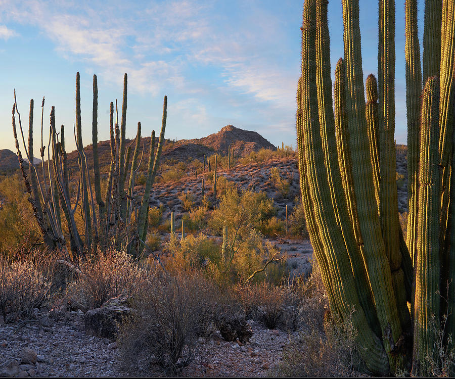 Ajo Mountains, Organ Pipe National Monument, Arizona Photograph by Tim ...