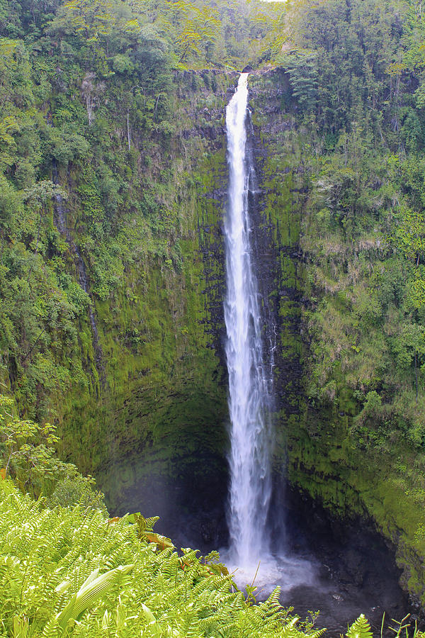 Akaka Falls Photograph
