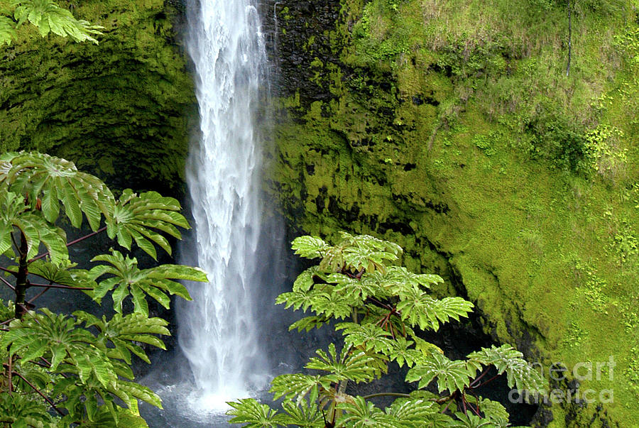Akaka falls on the Big Island of Hawaii. Photograph by Gunther Allen