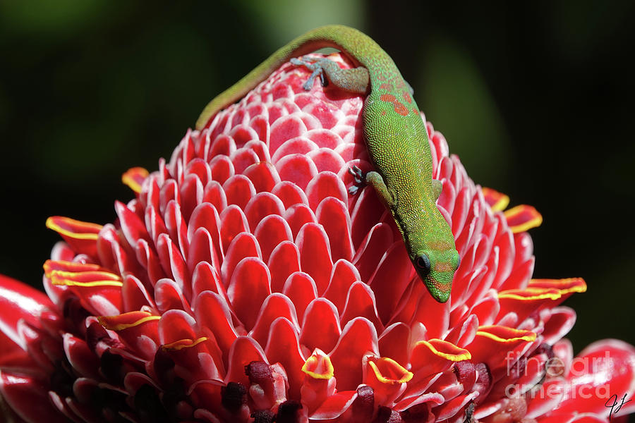 Akaka Gecko #1 Photograph by Jonathan Leghart - Fine Art America