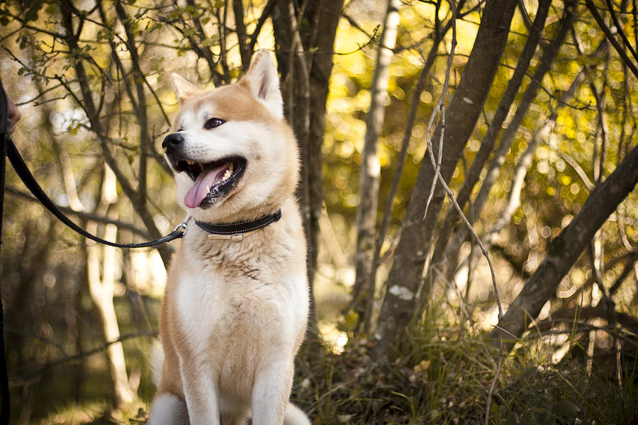 Akita inu dog on a walk in the forest Photograph by Katja Gavric
