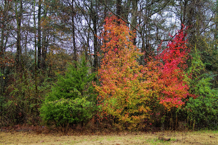 Alabama Autumn Photograph by Kathy Clark