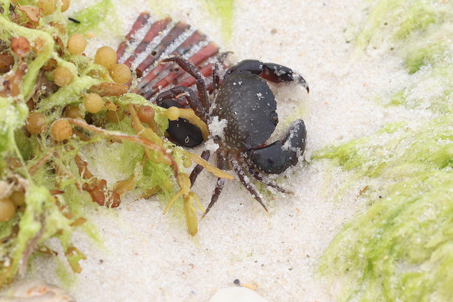 Alabama Crab Photograph by Jessica Rae - Pixels