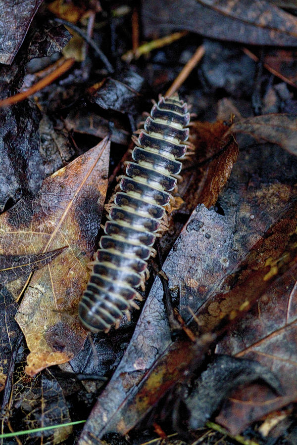 Insects Photograph - Alabama Red and Black Millipede - Sigmoria by Kathy Clark