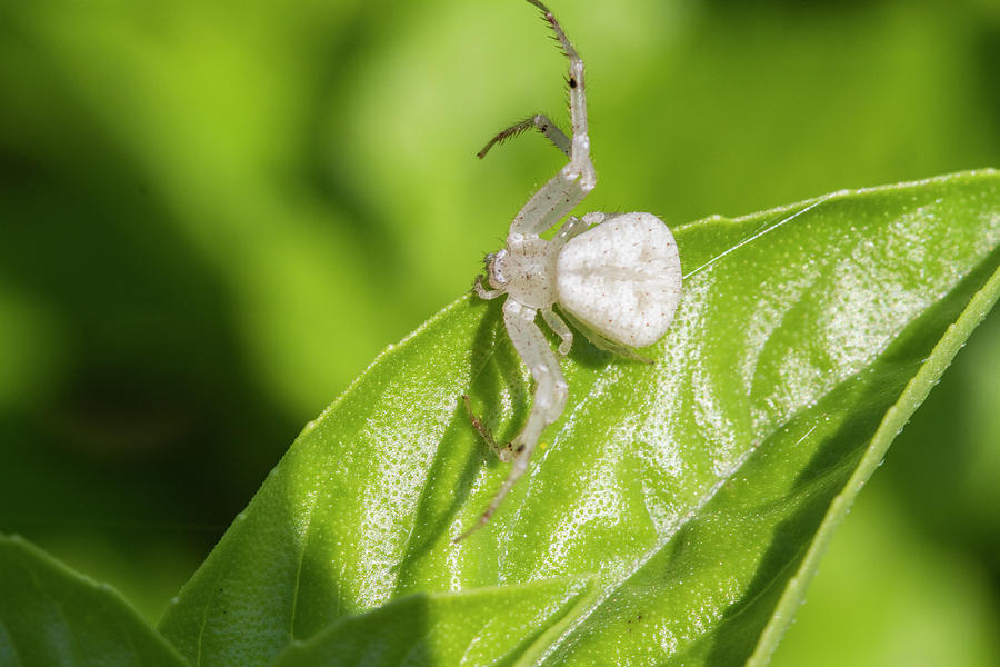Alabama White Crab Spider Photograph by Kathy Clark