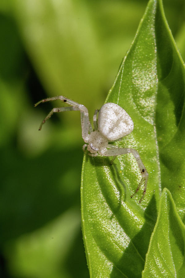 Alabama White Crab Spider - Misumena vatia Photograph by Kathy Clark