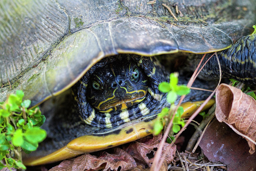 Alabama Yellow-Bellied Slider Turtle Photograph by Kathy Clark