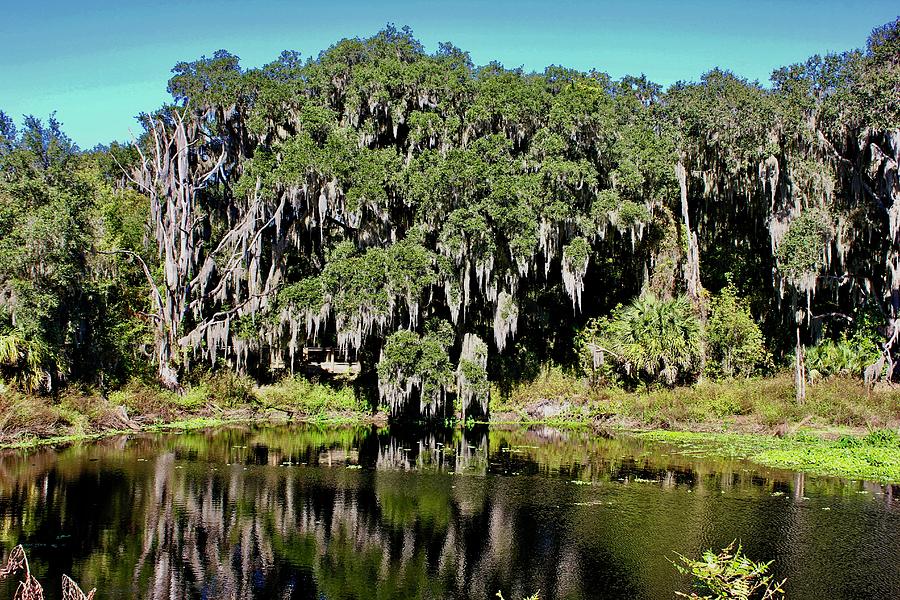Alachua Swamp Photograph by Lorna Maza