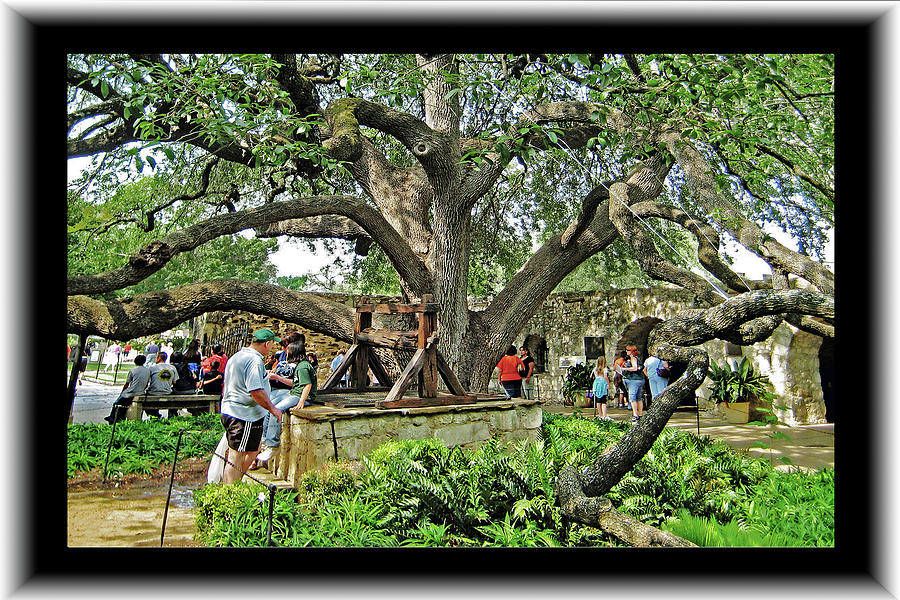Alamo Heritage Tree  Photograph by Richard Risely