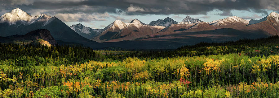 Alaska - autumn colors at Denali national park Photograph by Olivier Parent