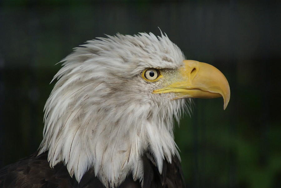 Alaska Bald Eagle 1 Photograph by David Desaulnier - Pixels