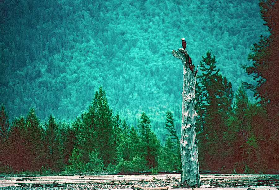Alaska Bald Eagle Photograph by Alan Toepfer