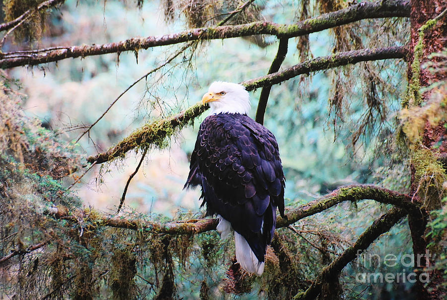 Alaska Bald Eagle Digital Art by Doug Gist