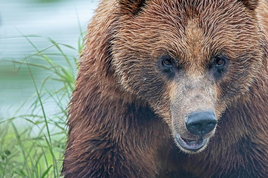 Alaska Bear Portrait Photograph