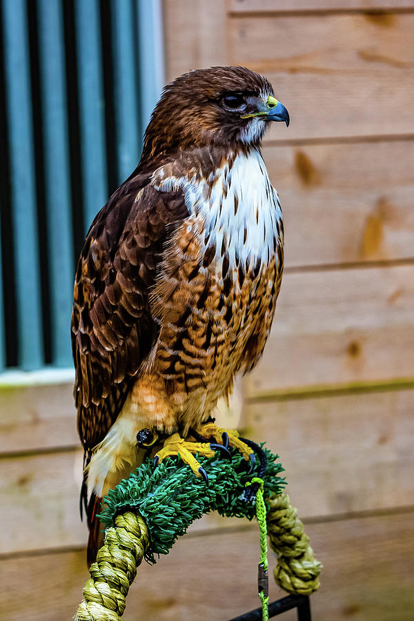 Alaska Bird of Prey Digital Art by SnapHappy Photos - Fine Art America