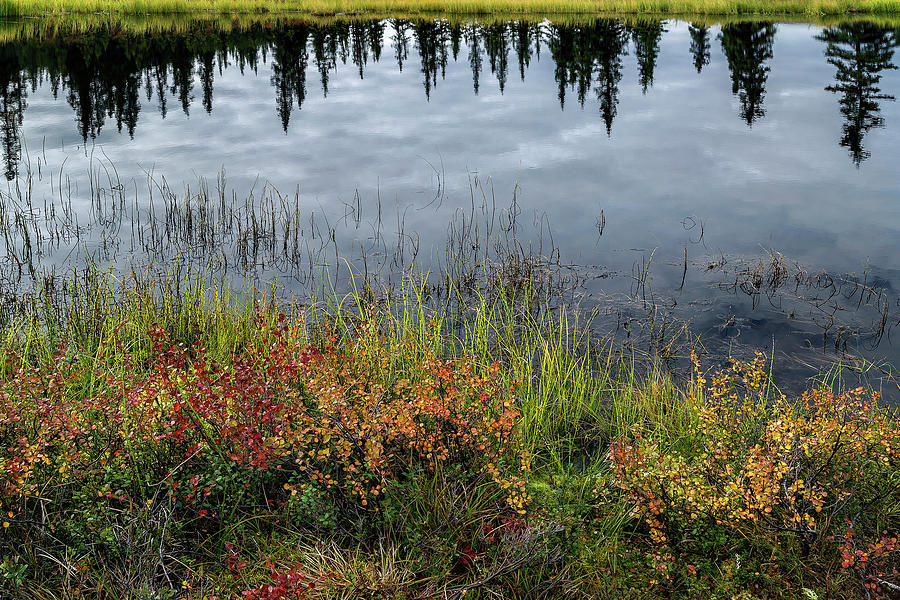 Alaska - black pond Photograph by Olivier Parent