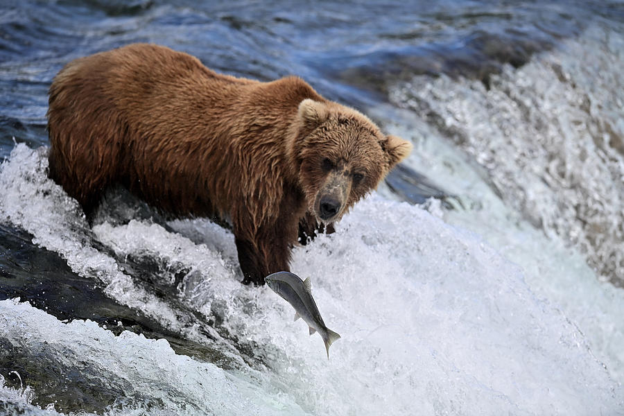 Alaska Brown Bear Fishing at Brooks Fall Photograph by Amazing Action Photo Video