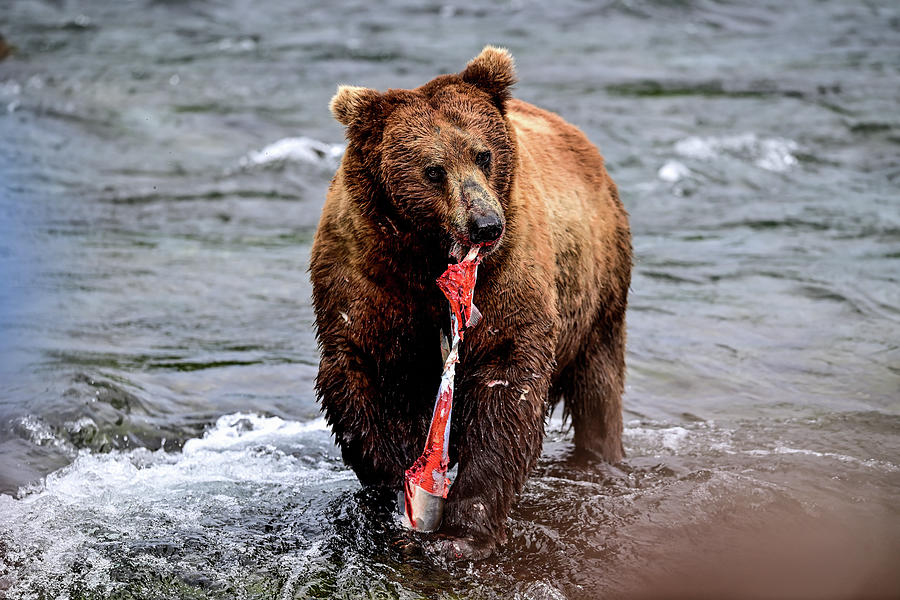 Alaska Brown Bear - Ursus Arctos Gyas Photograph