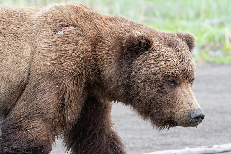 Alaska Coastal Brown Bear Photograph by Brenda Jacobs