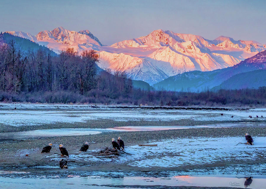 Alaska Eagle Habitat Photograph