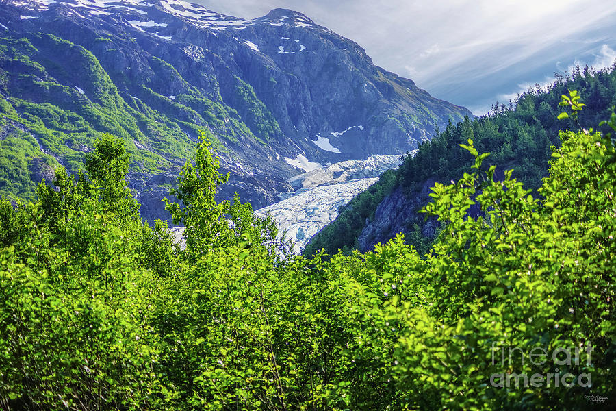 Alaska Exit Glacier Through Trees Photograph by Jennifer White