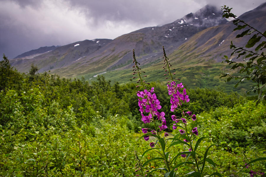 Alaska Fireweed Photograph by Steph Gabler