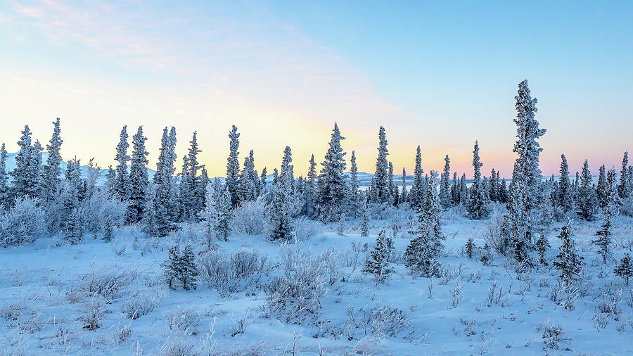 Alaska Frosty Wonderland Photograph by William Kennedy