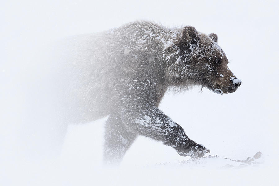 Alaska - grizzly bear in Denali national park Photograph by Olivier Parent