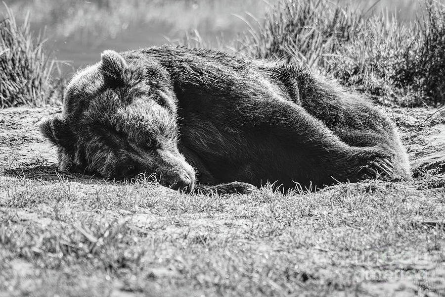Alaska Grizzly Do Not Disturb Grayscale Photograph by Jennifer White