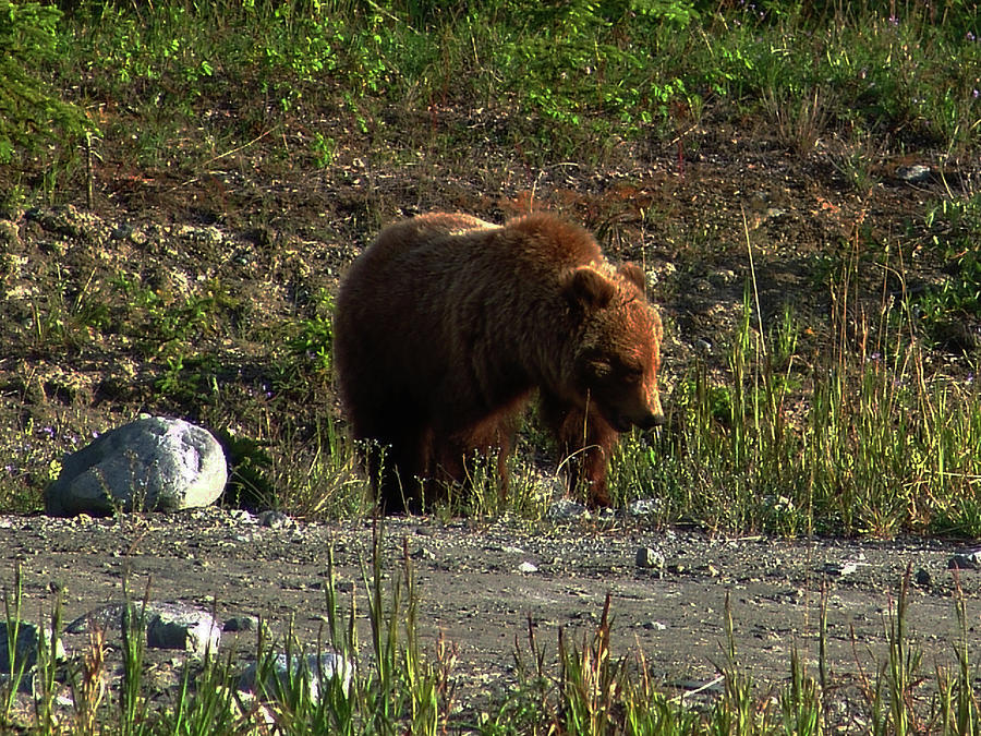 Alaska Highway Brown Bear 2008061702424 Photograph by Robert Braley