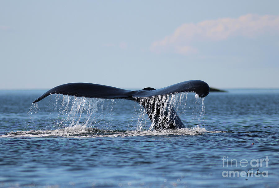 Alaska Humpback Whale Tail Photo By Alaskan Traveling Artist Blogger Meganaroon Photograph