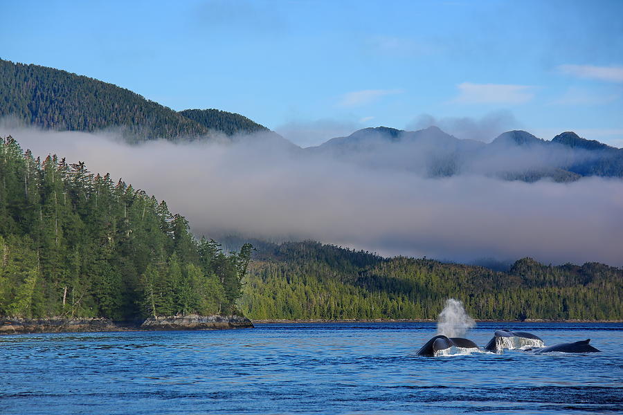 Alaska Inland Passage - Whales 1 Photograph by Russ Harris