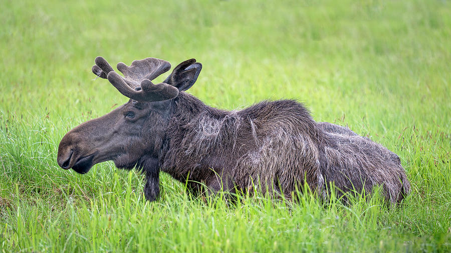 Alaska Moose Photograph by Joan Carroll